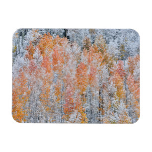 Magnet Flexible Aspens & Neige   Montagnes Rocheuses, Colorado