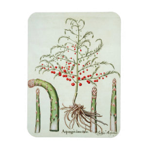 Magnet Flexible Asperges communes en fleur et fruits, du 'Ho