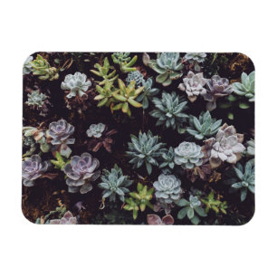 Magnet Flexible Assortiment de petits Plantes succulents