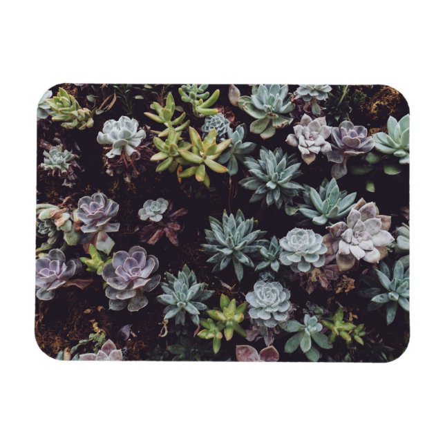 Magnet Flexible Assortiment de petits Plantes succulents (Horizontal)