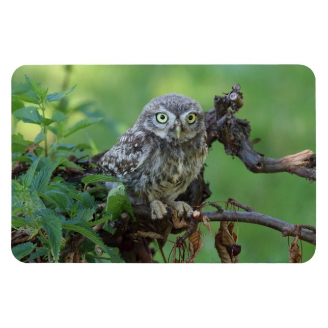 Magnet Flexible Athene noctua (Horizontal)