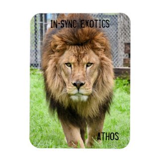 Magnet Flexible Athos Lion -