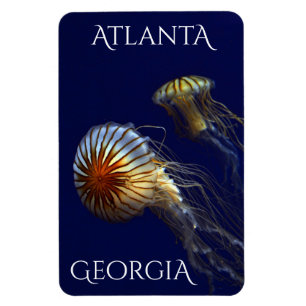 Magnet Flexible Atlanta Georgia Curious Jellyfish