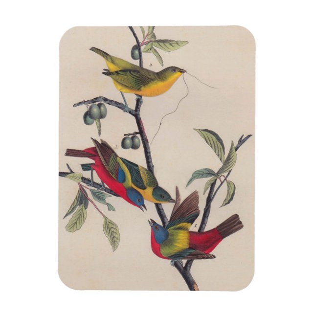 Magnet Flexible Audubon Peint Bunting Bird Wildlife (Vertical)