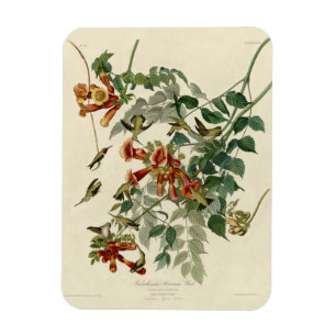 Magnet Flexible Audubon Throsé de colibri