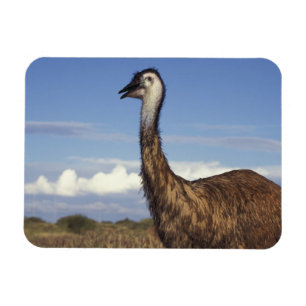Magnet Flexible Australie, Australie occidentale. Emu (Dromaius)