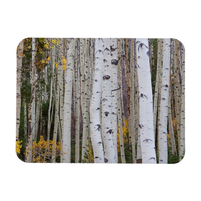 Magnet Flexible Automne dans les Trembles (Horizontal)