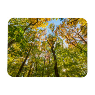 Magnet Flexible Automne dans une forêt à Amesbury, Massachusetts