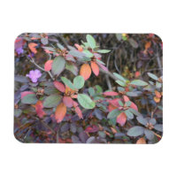 Automne Feuillage Automne Feuilles Nature Arbre Ph