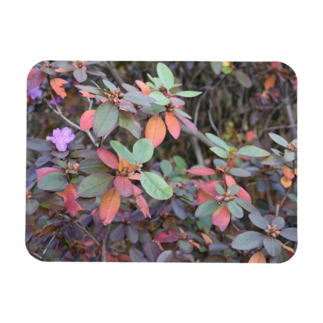Magnet Flexible Automne Feuillage Automne Feuilles Nature Arbre Ph (Horizontal)