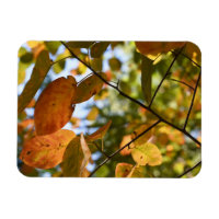 Automne Feuilles Coup d'oeil Automne Photographie 