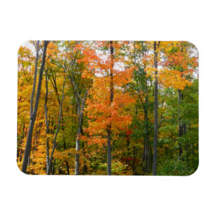 Magnet Flexible Automne Maple Trees Automne Photographie de la nat