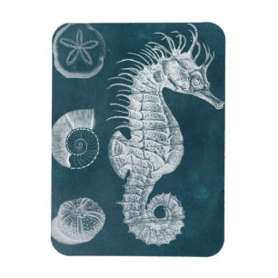 Magnet Flexible Azure Seahorse Study I