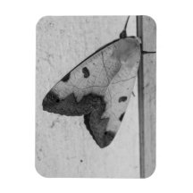 B&W - Ophiusa tirhaca, drabe vert