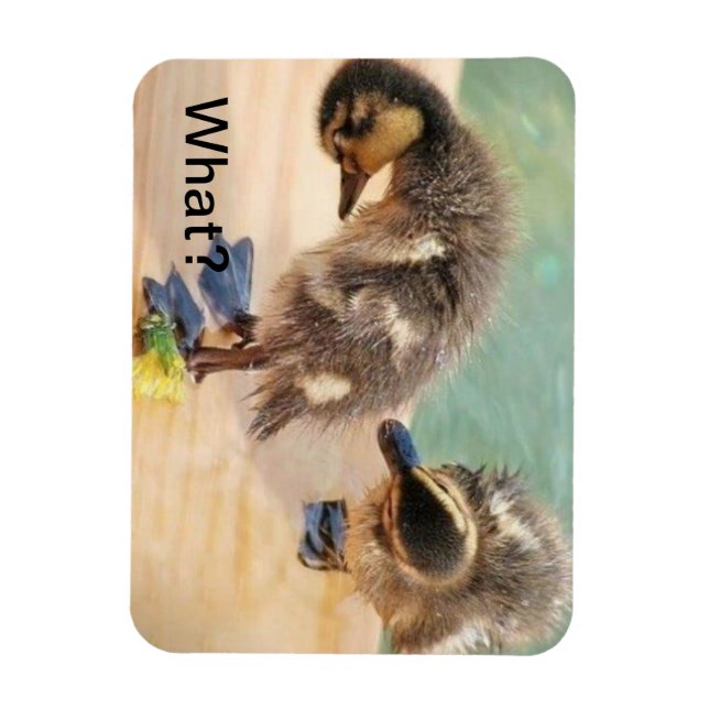 Magnet Flexible Baby Ducks regarde quoi ? (Vertical)