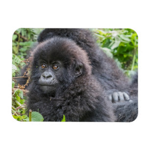 Magnet Flexible Baby Mountain Gorilla