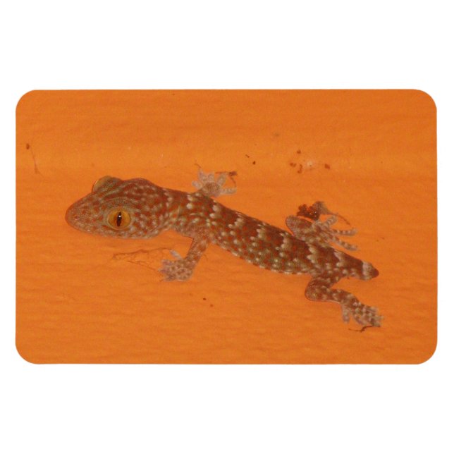 Magnet Flexible Baby Tokay Gecko (Horizontal)