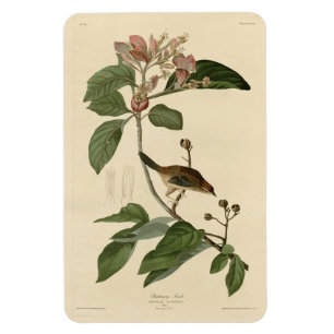 Magnet Flexible Bachman's Finch (Sparrow) Audubon Birds of America