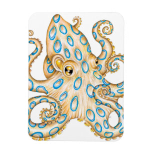 Magnet Flexible Bague bleue Octopus sur encre blanche