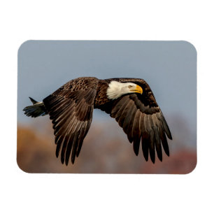 Magnet Flexible Bald Eagle en vol