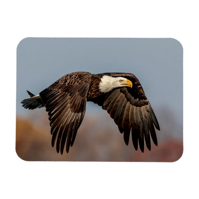Magnet Flexible Bald Eagle en vol (Horizontal)