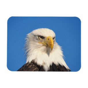 Magnet Flexible Bald Eagle Look