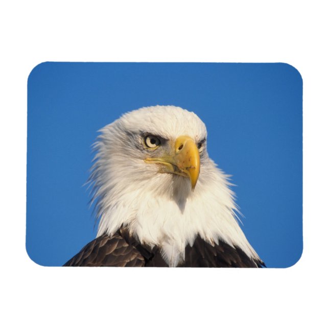 Magnet Flexible Bald Eagle Look (Horizontal)