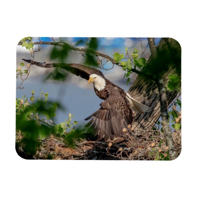 Magnet Flexible Bald Eagle quittant le nid (Horizontal)