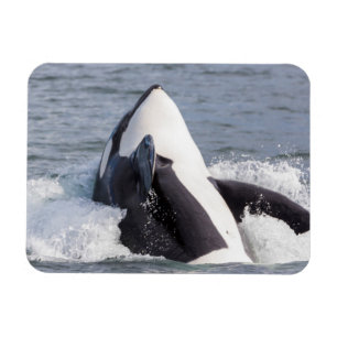 Magnet Flexible Baleine d'Orca