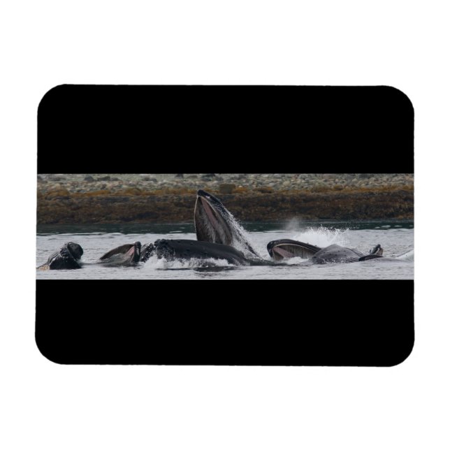 Magnet Flexible Baleines à bosse se nourrissant (Horizontal)