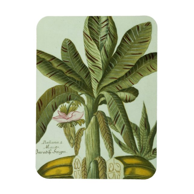 Magnet Flexible Banana, de Phytanthoza Iconographi de J. Weinmann (Vertical)