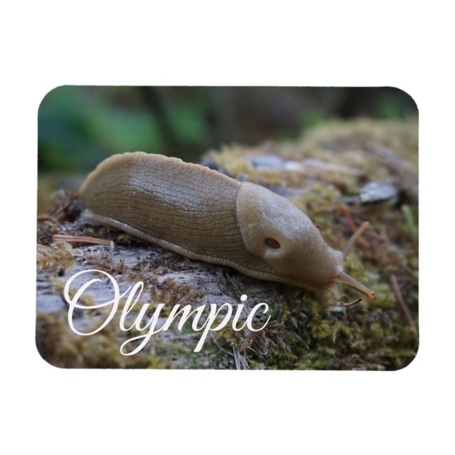 Magnet Flexible Banana Slug sur Mossy Log Parc National Olympique (Horizontal)