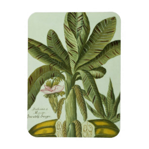 Magnet Flexible Banane, de Phytanthoza Iconographi de J.