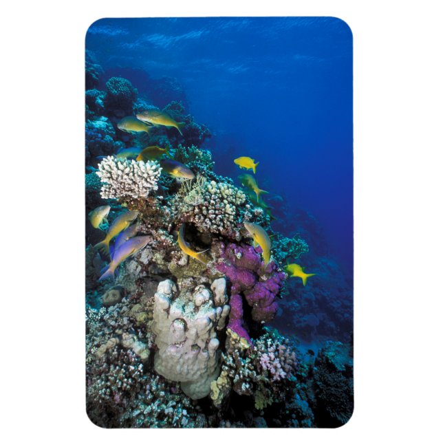 Magnet Flexible Banc de rougets autour d'un petit corail (Vertical)