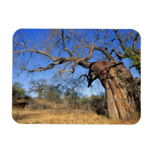 Magnet Flexible Baobab (Adansonia Digitata), Parc national Kruger