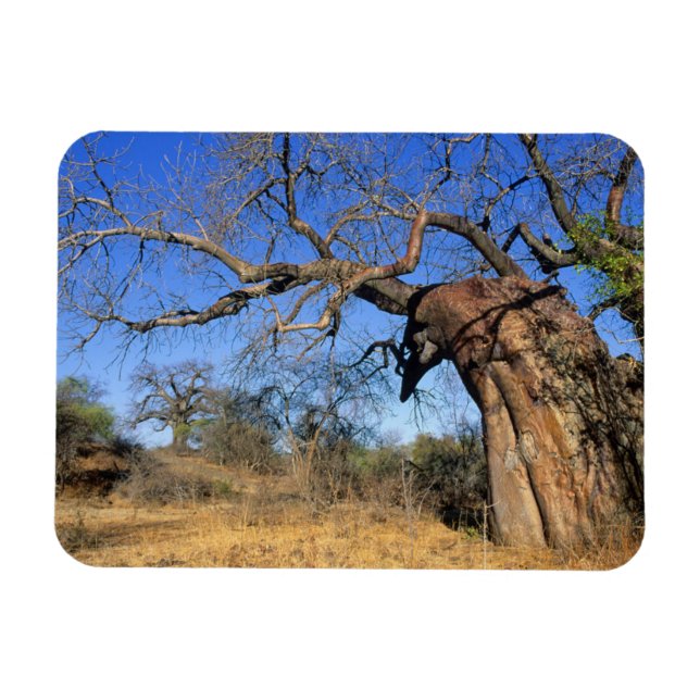 Magnet Flexible Baobab (Adansonia Digitata), Parc national Kruger (Horizontal)