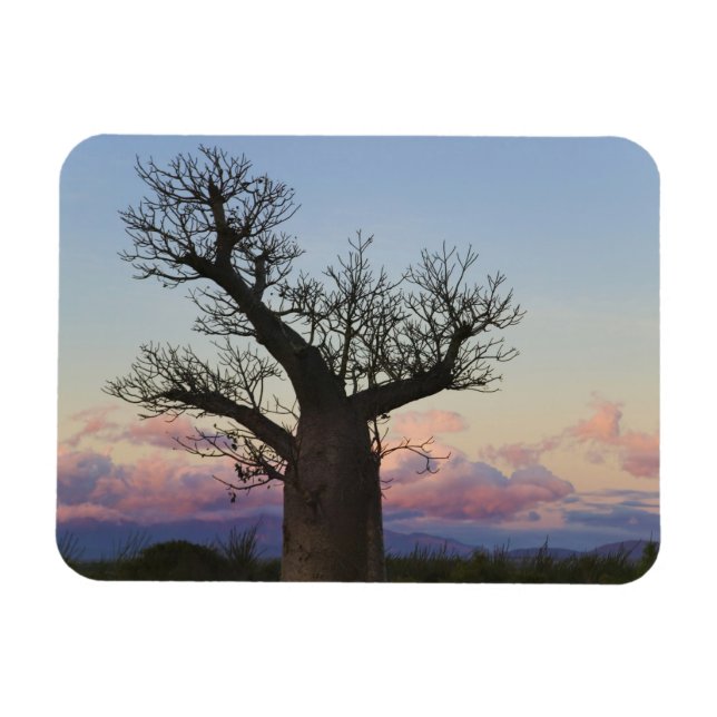 Magnet Flexible Baobabs, Berenty, Toliara, Madagascar (Horizontal)