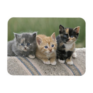 Magnet Flexible Barn Kittens sur une couverture à cheval