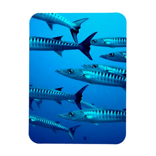 Magnet Flexible Barracudas (Vertical)