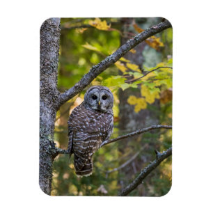 Magnet Flexible Barred Owl in Fall   Alger County, MI