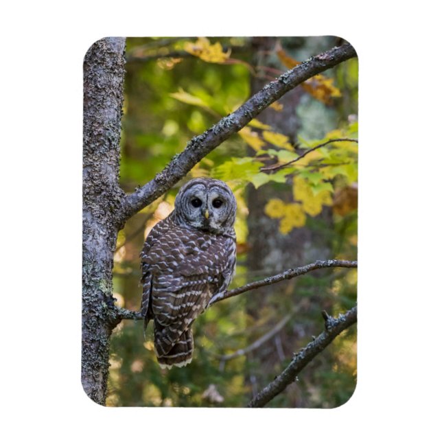 Magnet Flexible Barred Owl in Fall | Alger County, MI (Vertical)