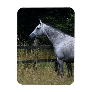Magnet Flexible Barrière se tenante prêt de cheval de pur sang