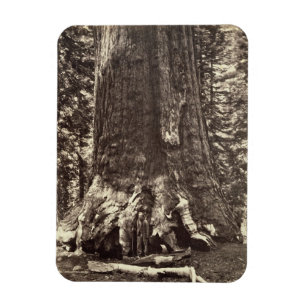 Magnet Flexible Base du géant grisâtre, 'du livre de Yosemite