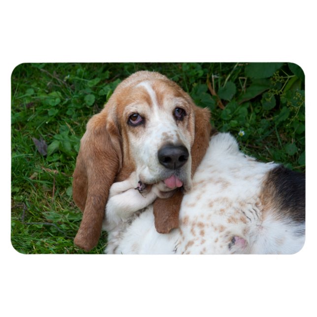 Magnet Flexible Basset âgé (Horizontal)
