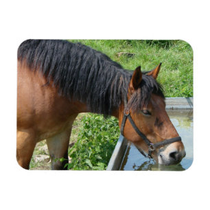 Magnet Flexible Bay Pony Boire à partir de l'eau Trough