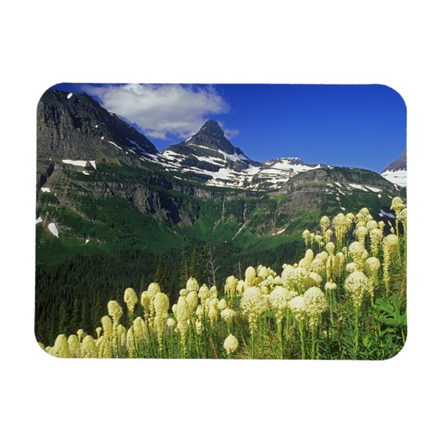 Magnet Flexible Beargrass à Logan Pass dans le parc national de Gl (Horizontal)