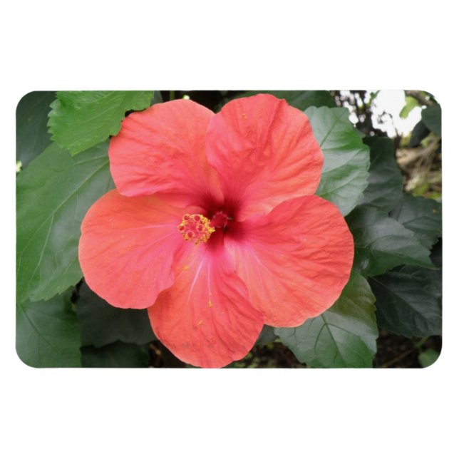 Magnet Flexible Beau Aimant à Fleur d'Hibiscus Orange Premium (Horizontal)