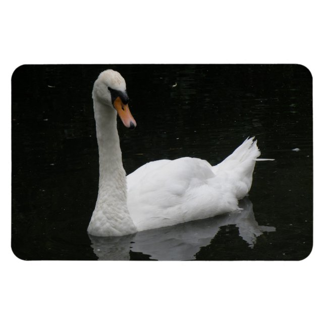 Magnet Flexible Beau Aimant Premium Cygne Blanc (Horizontal)