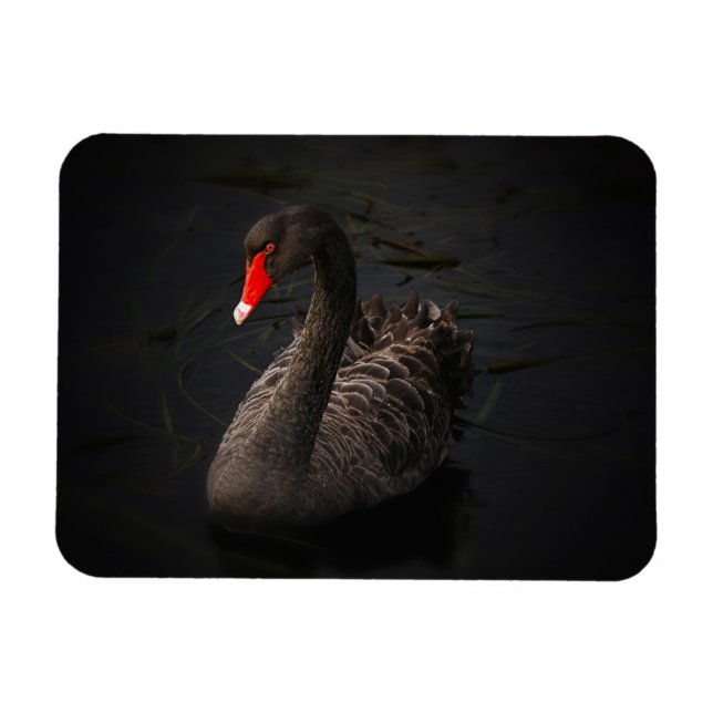 Magnet Flexible Beau cygne noir avec un bec rouge vif (Horizontal)