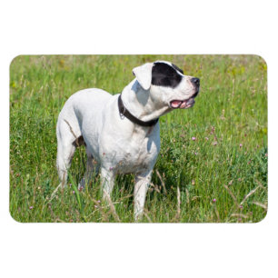 Magnet Flexible Beau Dogo Argentino